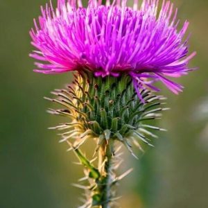 Meadow Thistle - Image 2
