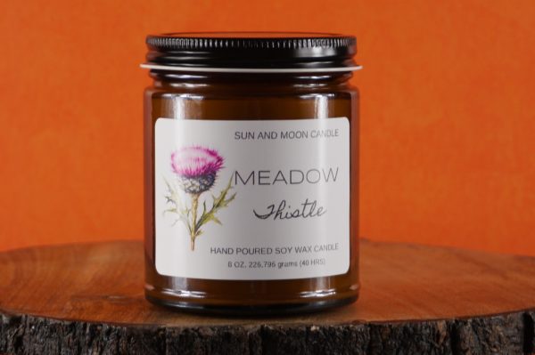 Meadow Thistle